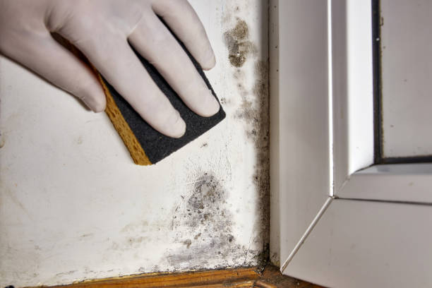 Best Water Damage & Mold Remediation  in Dock Junction, GA